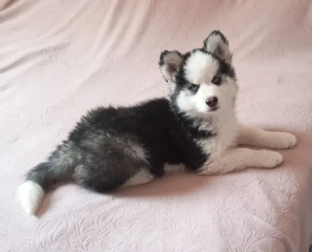 Husky Siberiano