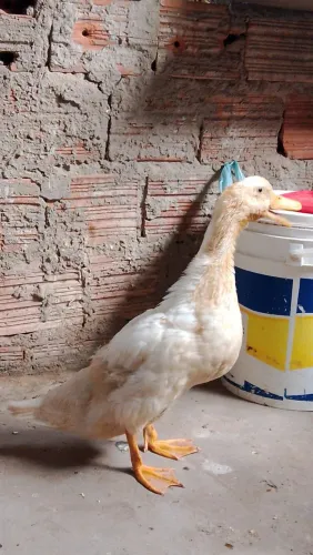 Filhotes de paturi macho pra trocar em uma galinha grande e gorda 