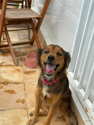 SUAS NOVAS AMIGAS !!!! DUAS CACHORRINHAS LINDAS PARA ADOÇÃO