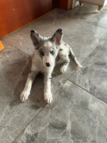 Cachorro