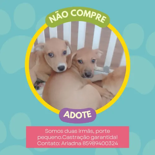 Cadelas filhotes porte pequeno para adoção RESPONSÁVEL 
