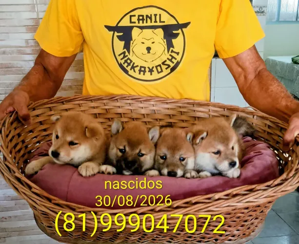filhotes de SHIBA-INU 