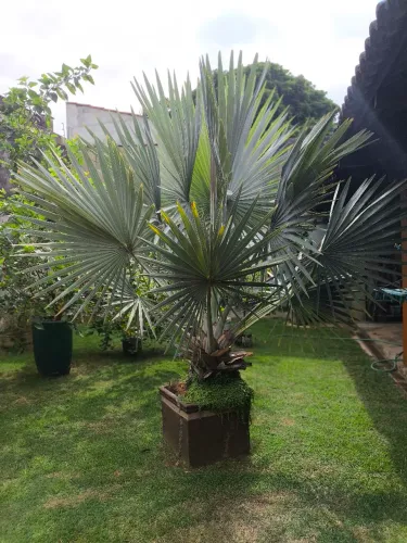 Palmeira bismake Adulta