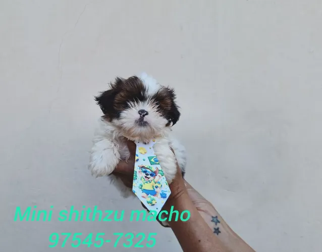 Mini shithzu com garantia de saúde