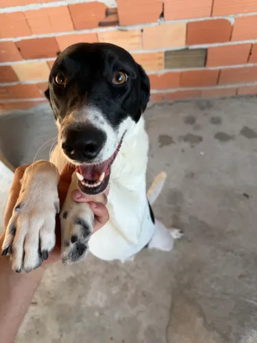 Cachorra vira lata aproximadamente 1 ano foi encontrada na rua