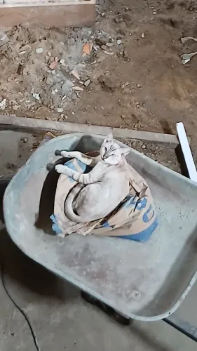 Doação de gatos