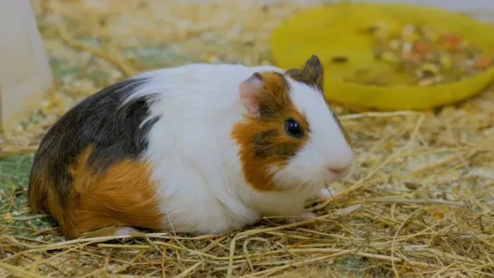 Porquinho da india