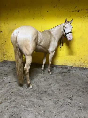 Potro Cremelo 4 anos lindo e forte 