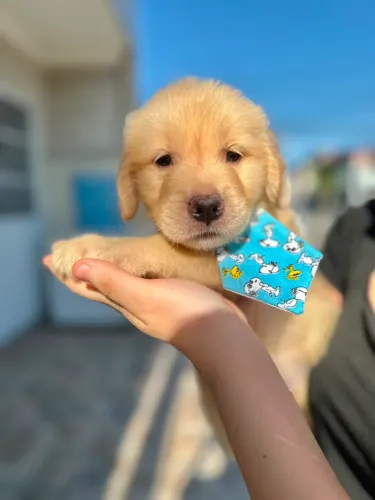 Filhotes GOLDEN RETRIVER