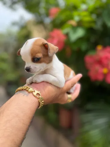 Chihuahua com 58 dias vermifugado 