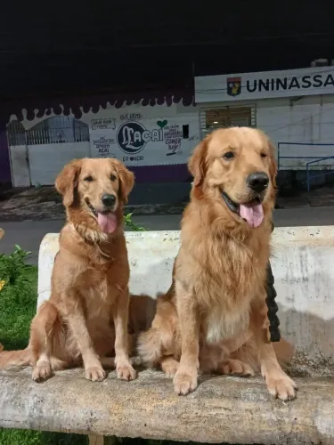Filhotes de Golden Retrivier