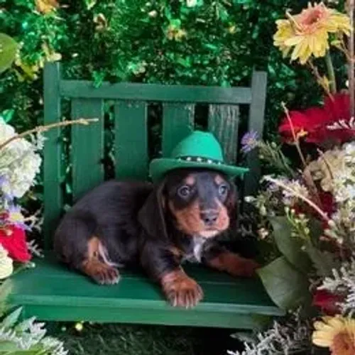 Dachshund,Dachshund Filhote Linda Linhagem Disponível