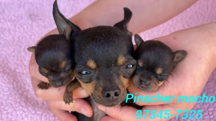 Pinscher mini machinho
