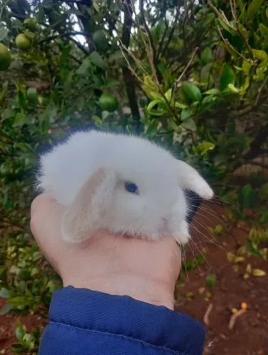 Mini coelhos 