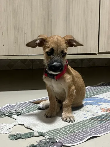 Cachorro fiapo de manga