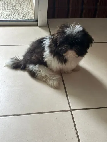 VENDO FILHOTE FÊMEA SHITZU  LEGÍTIMA.