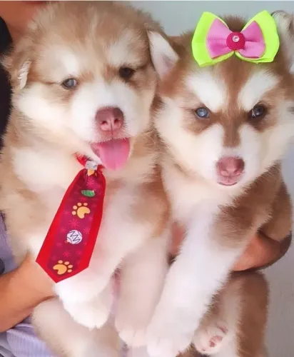 Husky siberiano 