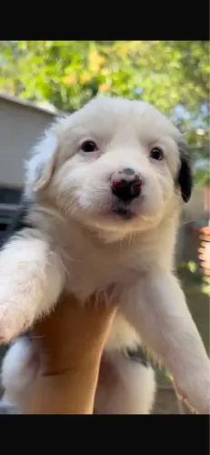 Filhotes de border collie 