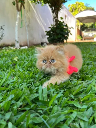 Gato Persa lindos filhotinhos com padrão excelente