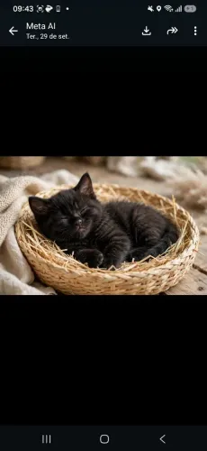 Cuidadora de cachorro pequeno e gato!!