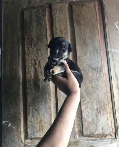 PINSCHER NÚMERO DOIS SÓ TEM FEMÊAS