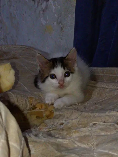 Doamos gatinho! 2 meses, vermifugado