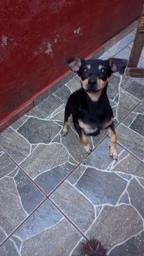Adoção