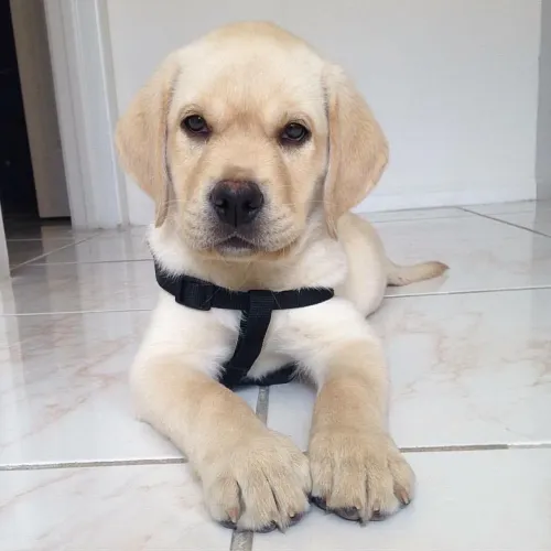 Filhotes De Labrador - Fofos E Bem Cuidados