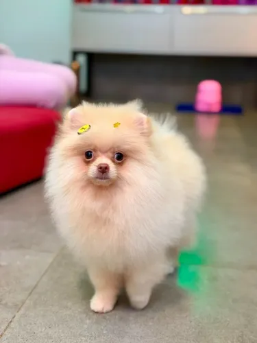 Spitz Alemão Anão (Lulu da Pomerânia) CREME - Macho