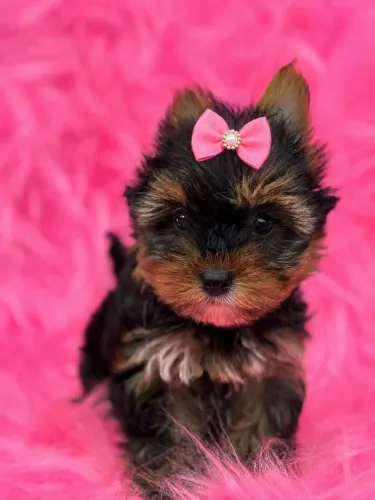 Pequenos Peludos, Grandes Encantos Yorkshire micro fêmea