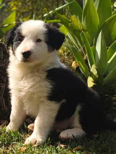 Borderô collie