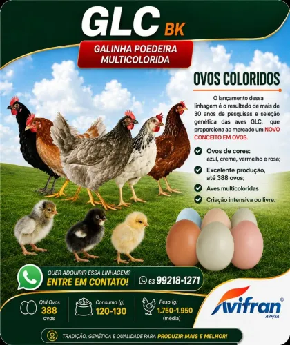 Caixa de pintinhos 100 unidades.