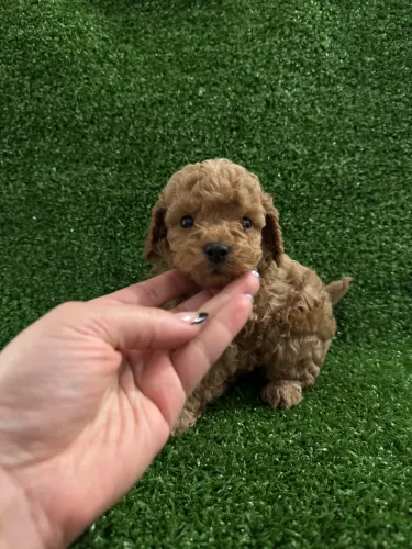 Poodle toy / cor red lindos filhote 