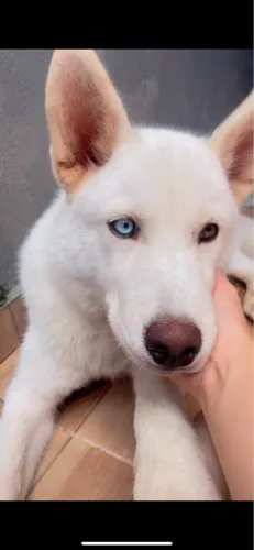 Procura-se uma namorada - Husky