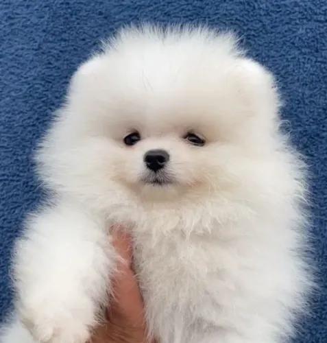 LULU DA POMERÂNIA EXCLUSIVO!!!
