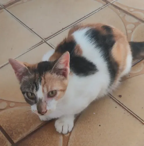 Gatinha castrada