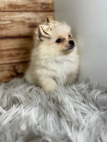 Spitz alemão Menina