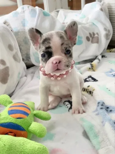 Bulldogue Francês - O Doguinho Que Vai Chamar Atenção Na Sua Casa