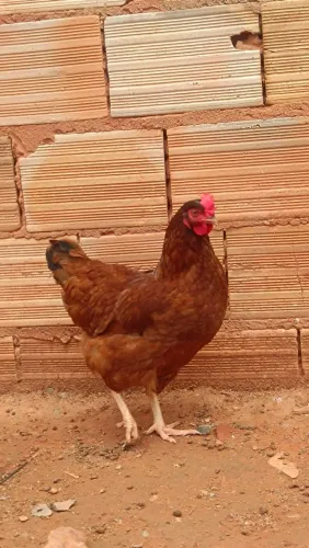 Galinha poedeira