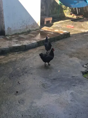 Mini galinhas de raça