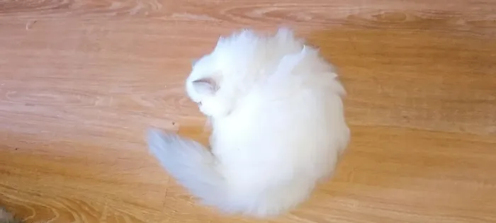 Gata Persa Himalaia