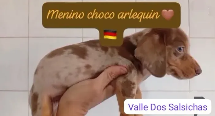 filhote salsicha basset dachshund cofap em 12x cartão