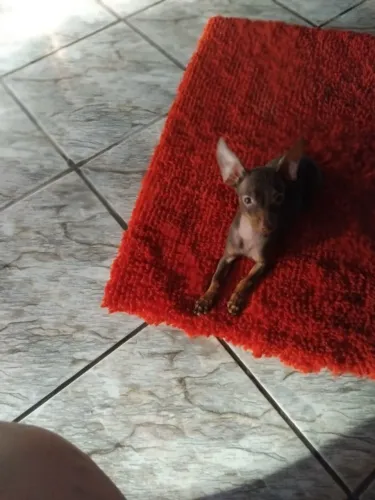 Vende-se filhote fêmea de cachorro pinscher chocolate