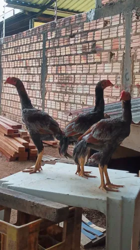 Vende-se frangos carioca