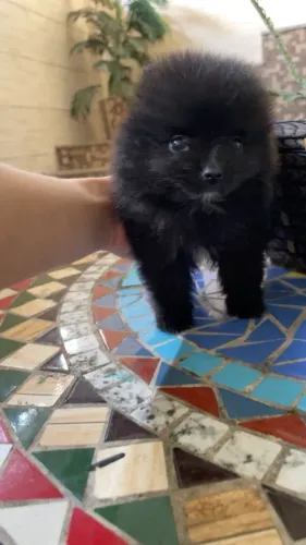 Spitz alemão 