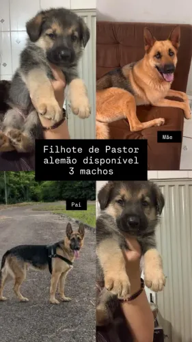 Filhote de Pastor Alemão