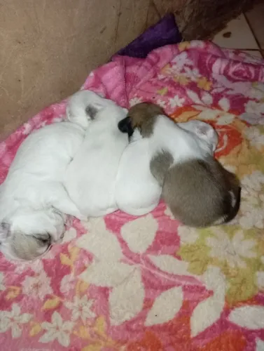 Filhote Lhasa/shih tzu