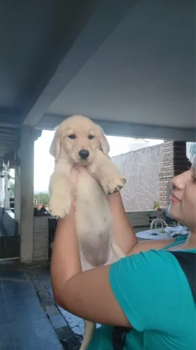 Golden Retriever filhotes saudáveis disponíveis