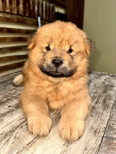 FILHOTE CHOW-CHOW