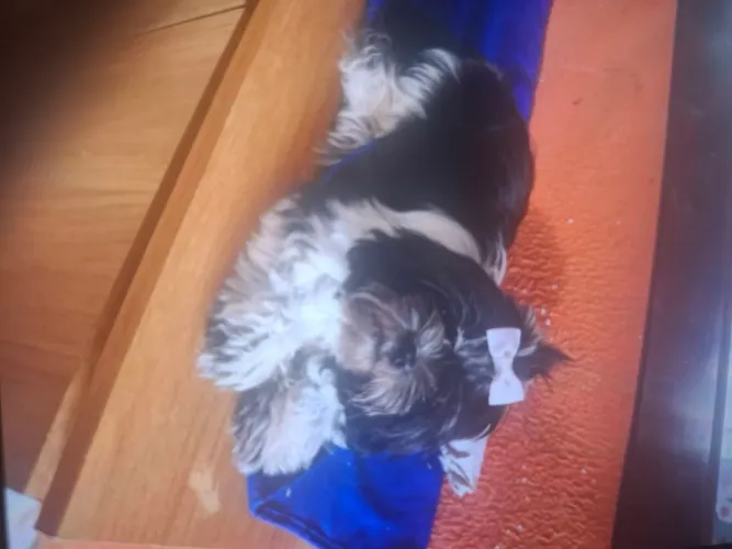 Cachorro shytsu fêmea disponível 4 meses toda vacinada